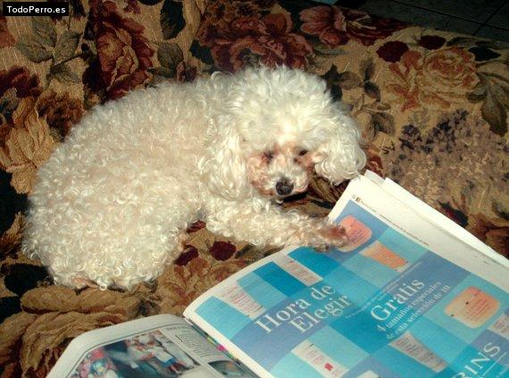 Foto del perro Moly