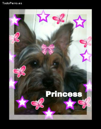 Foto del perro Princess