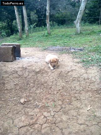 Foto del perro Capitán