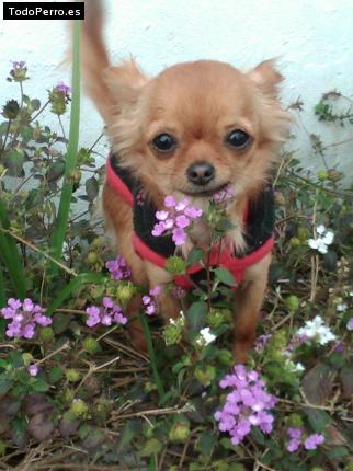 Foto del perro Lady lua