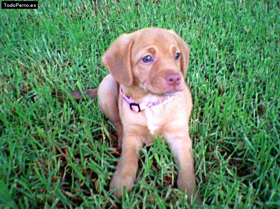 Foto del perro Brandy