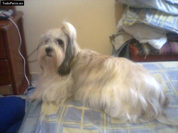 Foto del perro Milly