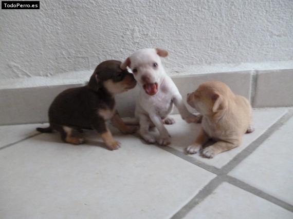 Foto del perro Choco, blanco y pinky