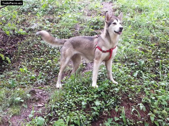 Foto del perro Laya