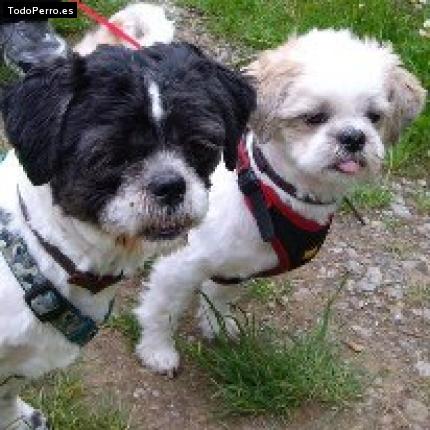 Foto del perro Simba y tobi