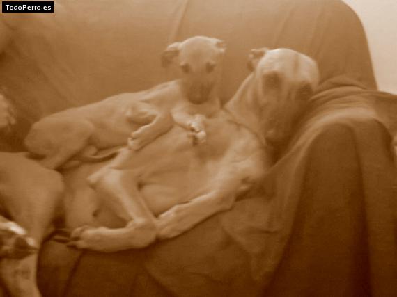 La foto del perro