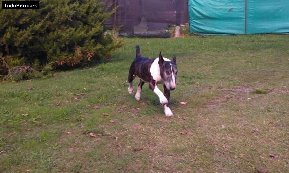 Foto del perro Firpo