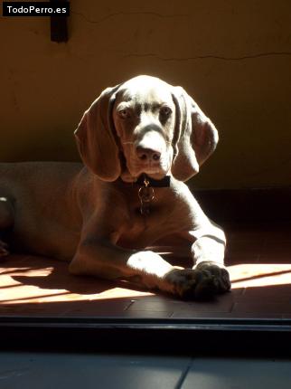 Foto del perro Galo