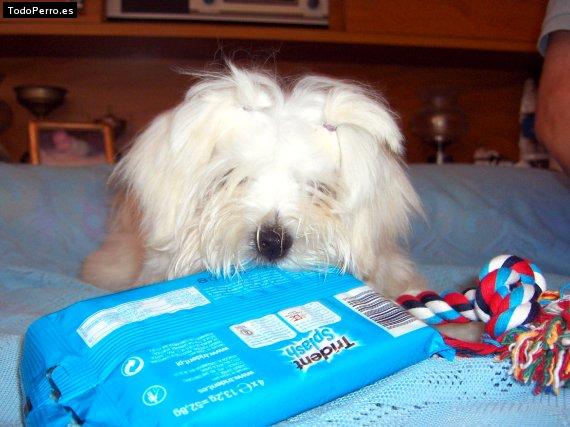 Foto del perro Bicho