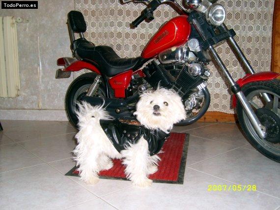 Foto del perro Coto
