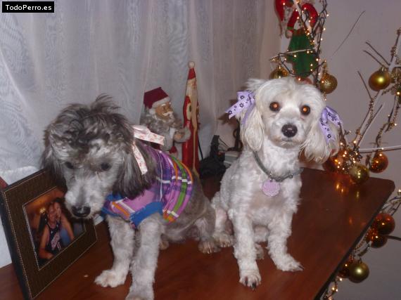 Foto del perro Chiqui y chiquita