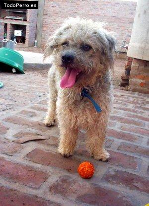 Foto del perro Chichoncito