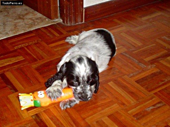 Foto del perro Trastu
