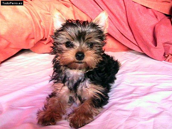 Foto del perro Campeon