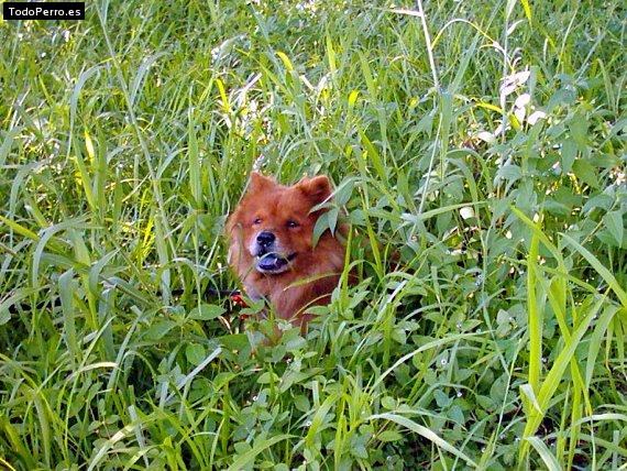 Foto del perro Mufasa