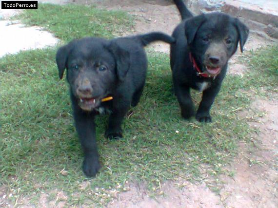 Foto del perro Tizon y coco