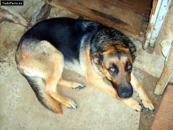 Foto del perro Sofia