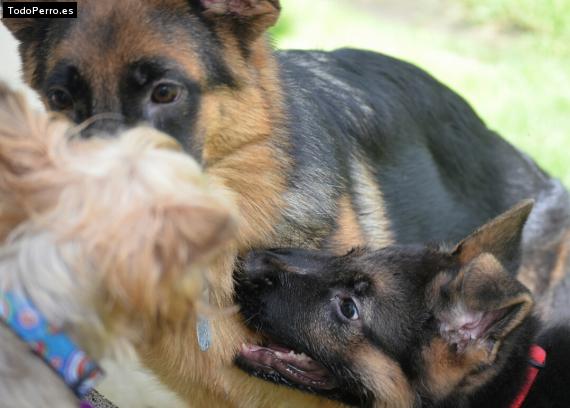 La foto del perro