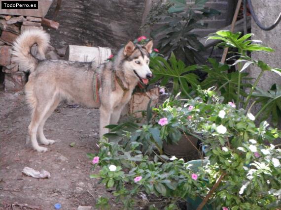 Foto del perro Yahara