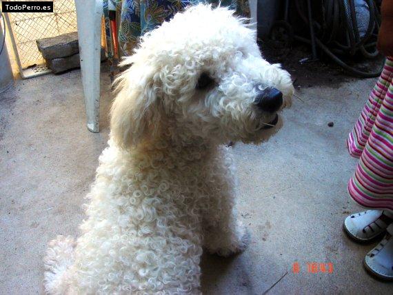 Foto del perro Espay