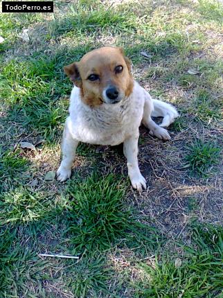 Foto del perro Guardiana