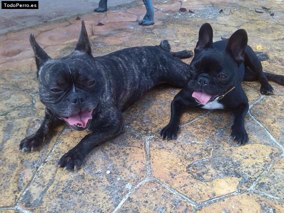 Foto del perro Tayson y noa