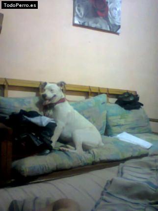 Foto del perro Mandy