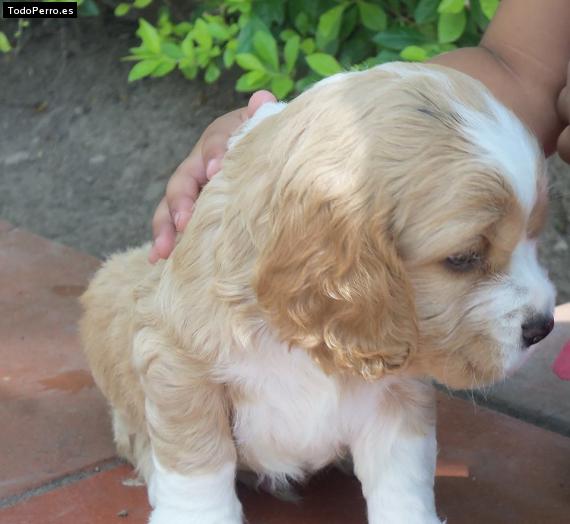 Foto del perro Matias