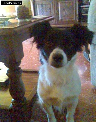 Foto del perro Scoot