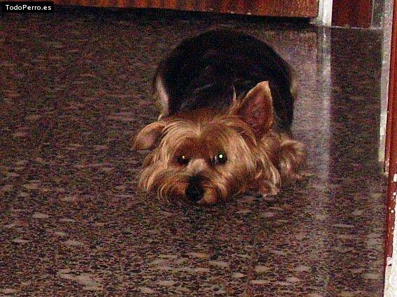 Foto del perro Eddie