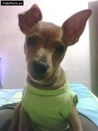 Foto del perro Brandy