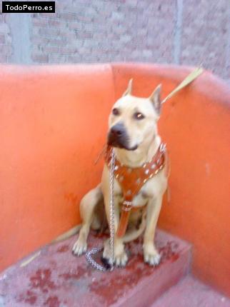 Foto del perro Jessy