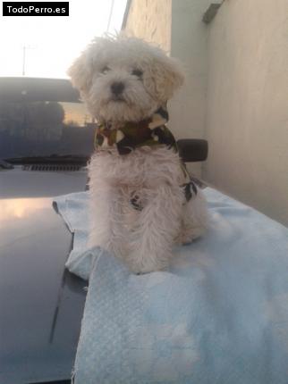 Foto del perro Toby