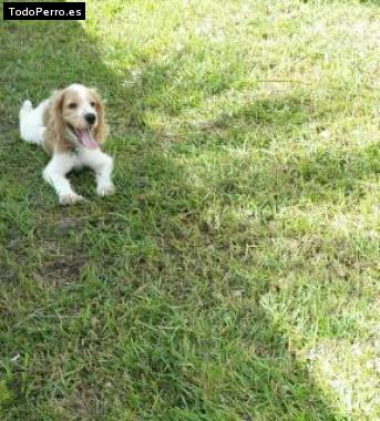 Foto del perro Blue martinez