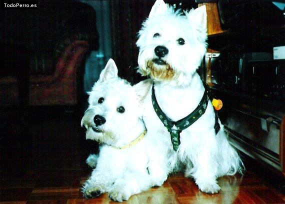 Foto del perro Hugo y blas