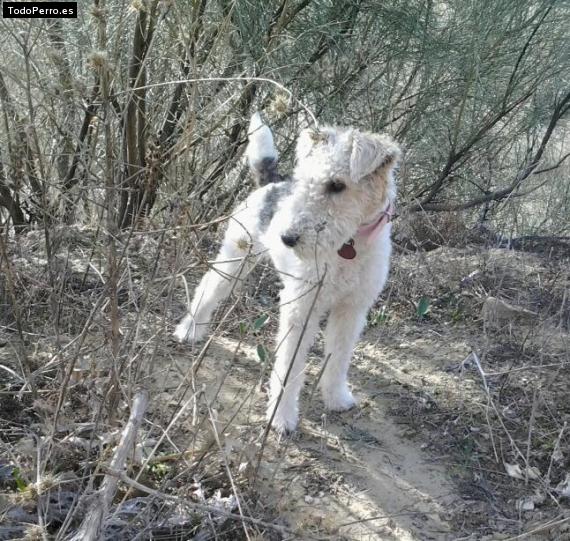 Foto del perro Danna