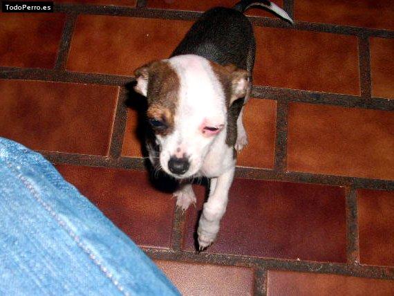 Foto del perro Manchas