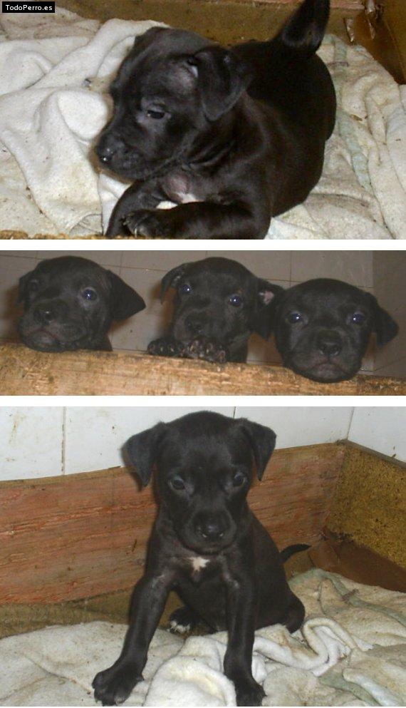 Foto del perro Txikis