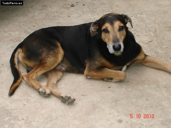 Foto del perro Cielo