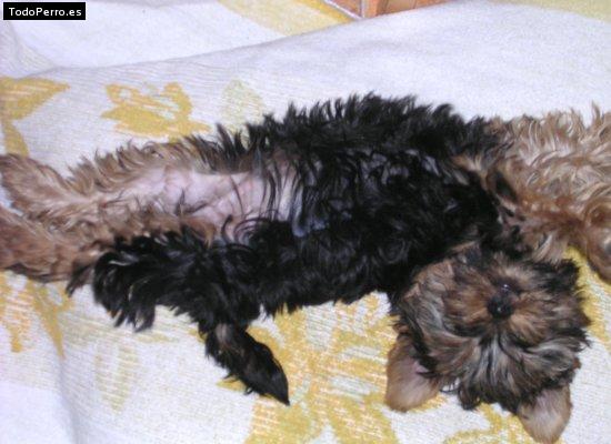 Foto del perro Rino