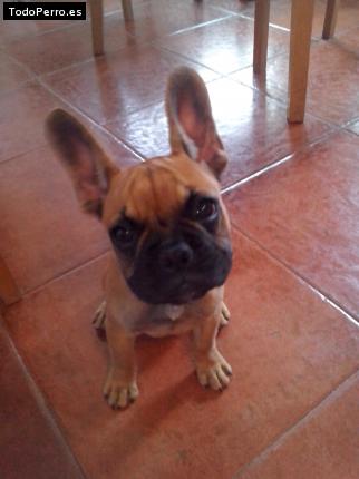 Foto del perro Brawny