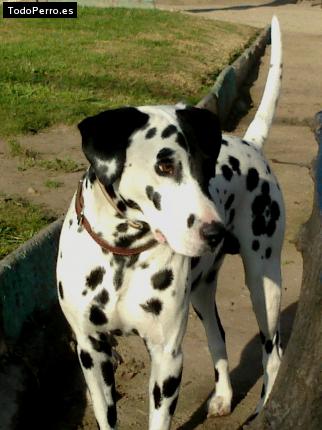 Foto del perro Bruno