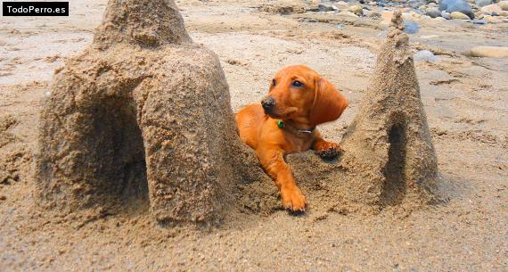 Foto del perro Bruno