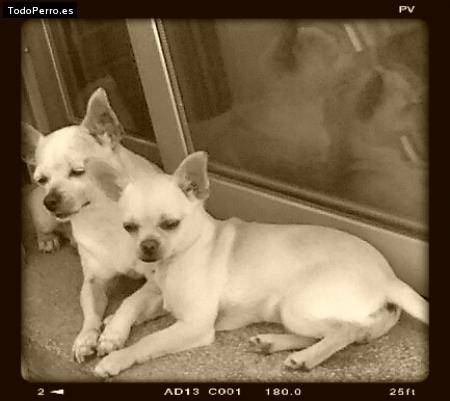 Foto del perro Britney & nina