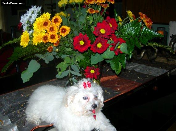 Foto del perro Silk