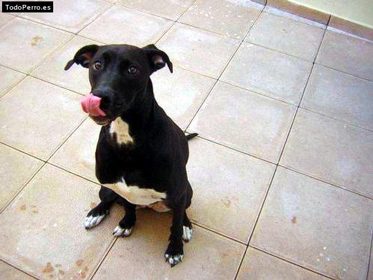 Foto del perro Blacky