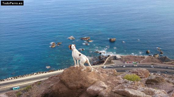 Foto del perro Cony