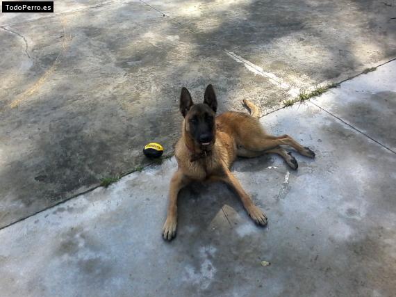 Foto del perro Hercules