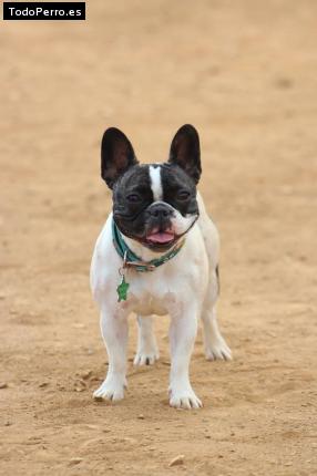 Foto del perro Tahara de golfo