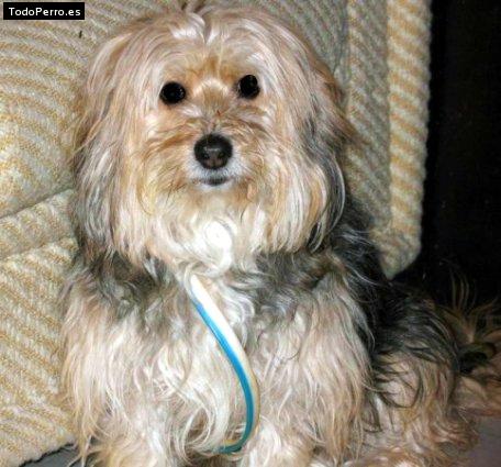 Foto del perro Cookie